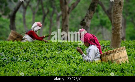 Tea Pickers, Guwahati, Assam, India, Asia Foto Stock