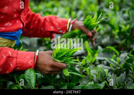 Tea Pickers, Guwahati, Assam, India, Asia Foto Stock