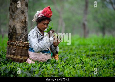 Tea Pickers, Guwahati, Assam, India, Asia Foto Stock