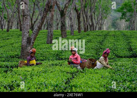 Tea Pickers, Guwahati, Assam, India, Asia Foto Stock