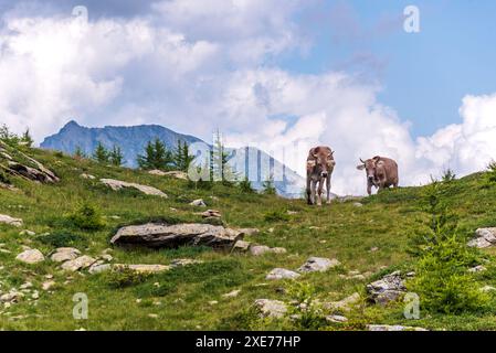 Mucche su una collina verde di fronte alla montagna alpina, Alpi d'Italia e Svizzera, Europa Foto Stock