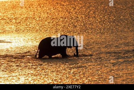 Elefante (Loxodonta africana) che attraversa il fiume Luangwa al tramonto, Zambia, Africa Foto Stock