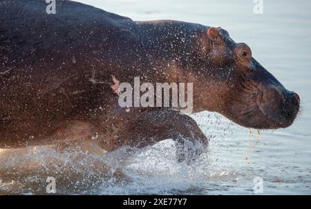 Hippopotamus amphibius (ippopotamo), abbondante nel fiume Luangwa, Zambia, Africa Foto Stock