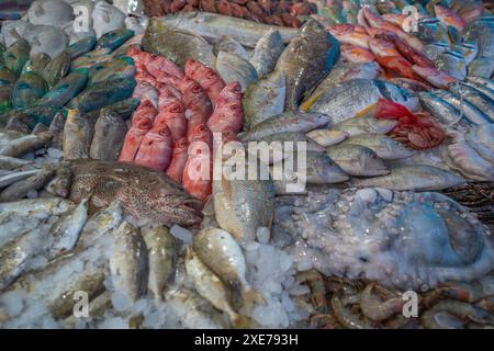 Vista della stalla di pesci nel mercato del pesce di Hurghada, Hurghada, Governatorato del Mar Rosso, Egitto, Nord Africa, Africa Foto Stock