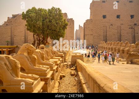 Vista delle sfingi con testa di RAM che conducono al primo pilone al tempio di Karnak, Karnak, Tebe, sito patrimonio dell'umanità dell'UNESCO, Egitto, Nord Africa, Africa Foto Stock