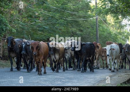 Cattle on Road, Ometepe Island, Rivas State, Nicaragua, America centrale Foto Stock