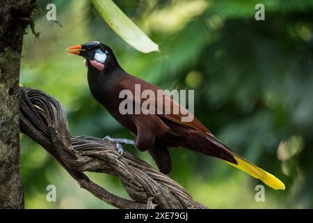 Oropendola a testa di castagno (Psarocolius wagleri), Sarapiqui, Costa Rica, America centrale Foto Stock