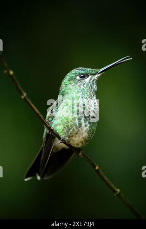 Un brillante Hummingbird coronato di verde, foresta pluviale di Lowland, SarapiquA, Costa Rica, America centrale Foto Stock