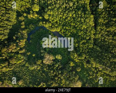 Aerea di alberi vicino a Uvita Beach, Parco Nazionale Marino Ballena, Costa Rica, America centrale Foto Stock