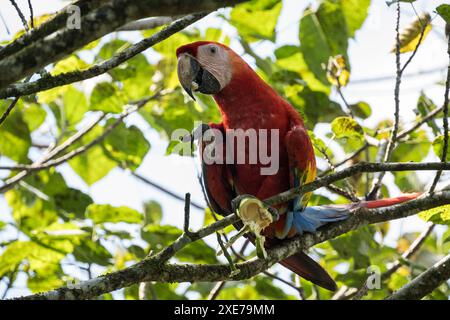 Scarlet Macaw (Ara macao), SarapiquA, Costa Rica, America centrale Foto Stock