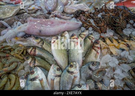 Vista della stalla di pesci nel mercato del pesce di Hurghada, Hurghada, Governatorato del Mar Rosso, Egitto, Nord Africa, Africa Copyright: FrankxFell 844-34252 Foto Stock