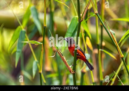 Femmina di tanager sostenuta da Crimson (Ramphocelus dimidiatus), Minca Sierra Nevada de Santa Marta. Fauna selvatica e birdwatching a Colombi Foto Stock