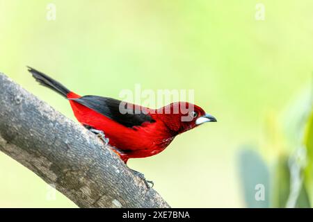 Crimson-backed tanager (Ramphocelus dimidiatus) maschio, Minca, Sierra Nevada de Santa Marta. Fauna selvatica e birdwatching in Colombia Foto Stock