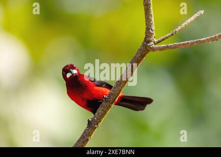 Crimson-backed tanager (Ramphocelus dimidiatus) maschio, Minca, Sierra Nevada de Santa Marta. Fauna selvatica e birdwatching in Colombia Foto Stock