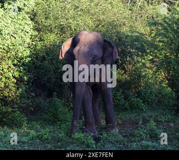 Un singolo elefante in mezzo agli alberi Foto Stock