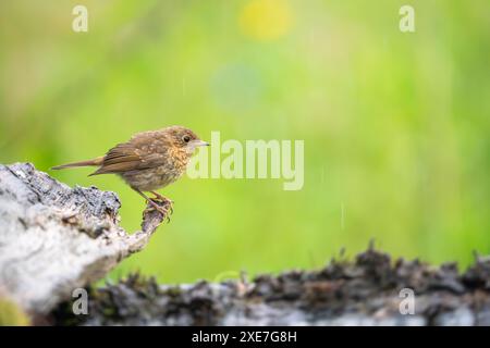 Giovane robin europeo, erithacus rubecula Foto Stock