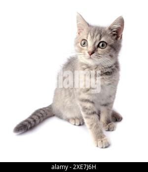 Gattino grigio Foto Stock