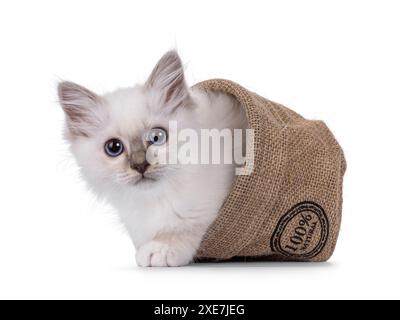 Carino gattino del Sacro Birman, adagiato in un sacchetto di iuta rovesciato. Guardando verso la fotocamera con i tipici occhi blu della razza. Isolato su sfondo bianco. Foto Stock