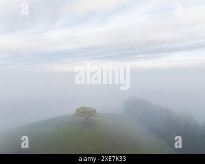 L'albero collinare solitario emerge da un mare di nebbia mattutina, Devon, Inghilterra. Primavera (maggio) 2024. Foto Stock