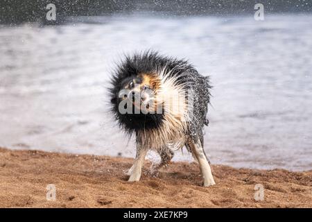 Collie di confine che scuote l'acqua sulla spiaggia mentre si sta in piedi sulla sabbia Foto Stock
