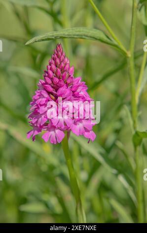 Dogbane piramidale "Anacamptis pyramidalis" Foto Stock