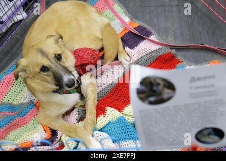 KIEV, UCRAINA - 22 GIUGNO 2024 - Un cane rimane nella gabbia durante l'evento del giorno dell'adozione presso il Centro esposizioni Internazionale di Kiev, capitale dell'Ucraina. Foto Stock