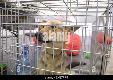 KIEV, UCRAINA - 22 GIUGNO 2024 - Un cane viene tenuto nella gabbia durante l'evento del giorno dell'adozione presso il Centro esposizioni Internazionale di Kiev, capitale dell'Ucraina. Foto Stock