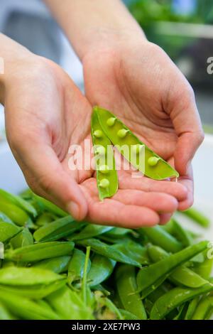 I piselli. Luis Irizar scuola di cucina. Donostia, Gipuzkoa, Paesi Baschi Foto Stock