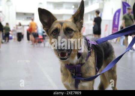 KIEV, UCRAINA - 22 GIUGNO 2024 - Un cane al guinzaglio è raffigurato durante l'evento del giorno dell'adozione presso il Centro esposizioni Internazionale di Kiev, capitale dell'Ucraina. Foto Stock