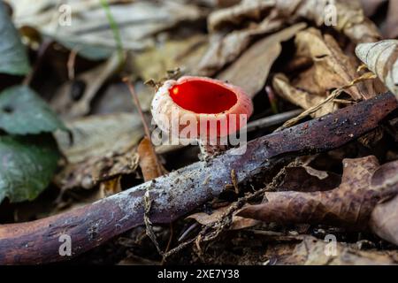 I funghi rossi sarcoscypha, commestibili in primavera, crescono nella foresta. primo piano. Sarcoscypha austriaca o Sarcoscypha coccinea - funghi della prima stagione primaverile, kn Foto Stock