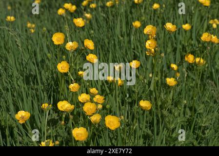 Tappeto di fiori gialli brillanti di tromba strisciante (Ranunculus repens) in un prato erboso, Berkshire, maggio Foto Stock