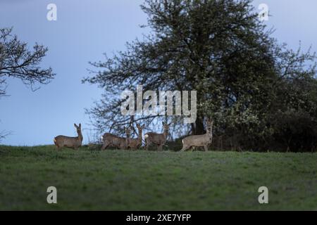 Gruppo di caprioli sul campo. Cervi durante la primavera sul pascolo. Foto Stock