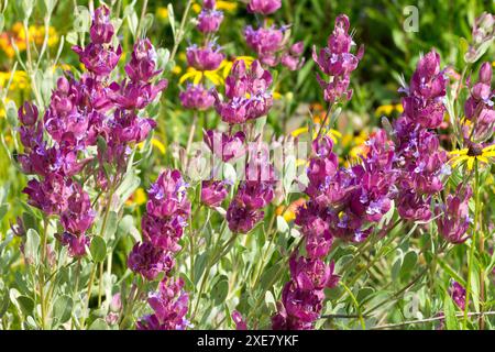 Salvia Viola gigante Salvia pachyphylla "Blue Flame" fiorita nell'estate di giugno Foto Stock