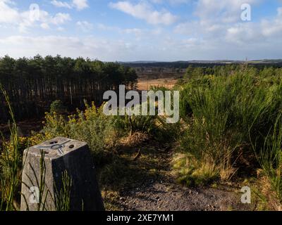 Trig Point, Woolsbarrow Hillfort, Bloxworth Heath, Wareham Forest, Dorset, REGNO UNITO Foto Stock