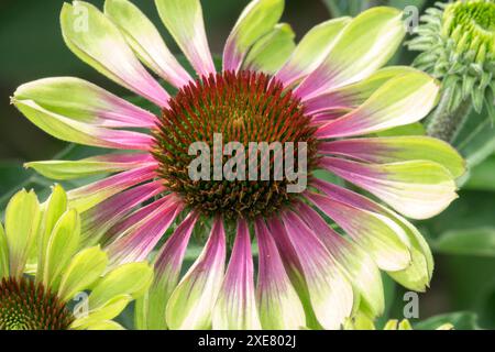 Fiore Echinacea "Green Twister" Foto Stock