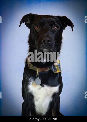 Foto di studio di un cane Foto Stock