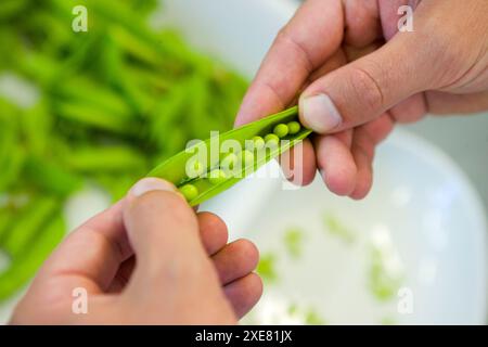 I piselli. Luis Irizar scuola di cucina. Donostia, Gipuzkoa, Paesi Baschi Foto Stock