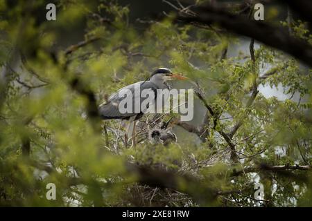 Gli aironi grigi si prendono cura dei loro pulcini sul nido. Gli aironi nidificano sugli alberi. Uccelli grigi con collo lungo e becco. Foto Stock
