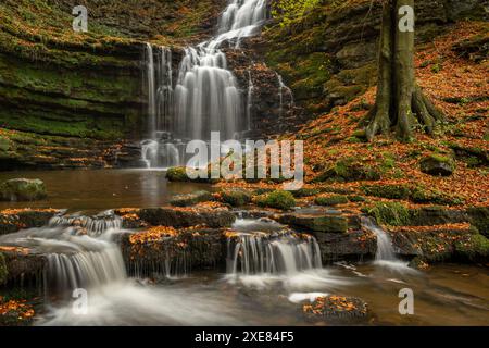 Scaleber Force, nel Yorkshire Dales National Park, Inghilterra. Autunno (ottobre) 2018. Foto Stock