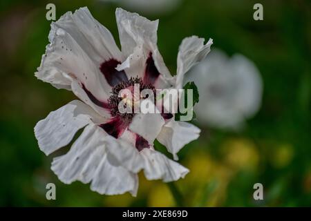 Papavero orientale bianco e marrone Foto Stock