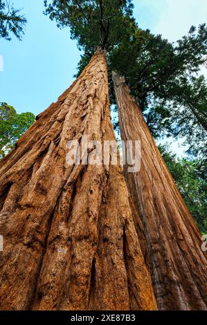 Tough Twins; Giant Sequoia Tree; Sequoia National Park; California; USA Foto Stock