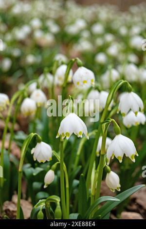 Fiori di fiocco di neve primaverile selvatici in una foresta Foto Stock