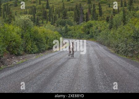 Paesaggio artico di tundra in Alaska, Stati Uniti Foto Stock