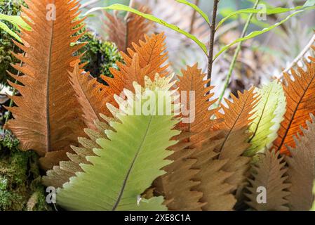 Le lussureggianti piante di Aglaomorpha prosperano nel giardino tropicale delle Hawaii, con le loro vivaci fronde verdi che aggiungono un tocco di eleganza esotica al lussureggiante paesaggio Foto Stock