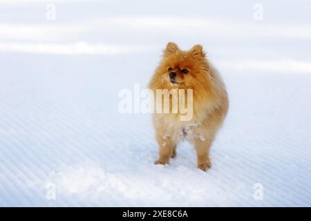 Orange pomeranian spitz all'aperto in inverno Foto Stock