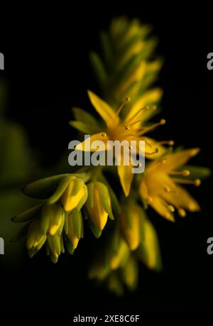 Particolare dei fiori gialli della succulenta pianta chiamata sedum palmeri. Apprezziamo i suoi petali, corolla, stamen, filamenti. Ci sono anche piccole b Foto Stock