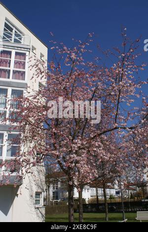 Prunus subhirtella Autumnalis, ciliegio invernale in fiore Foto Stock