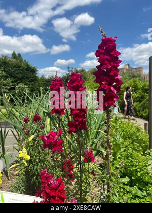 Gli Snapdragons in fiore al Brooklyn Botanic Garden di Brooklyn, New York. Antirrhinum è un genere di piante comunemente note come fiori di drago o draghi dentici a causa della somiglianza fantasiosa dei fiori alla faccia di un drago che apre e chiude la bocca quando viene schiacciato lateralmente. Foto Stock