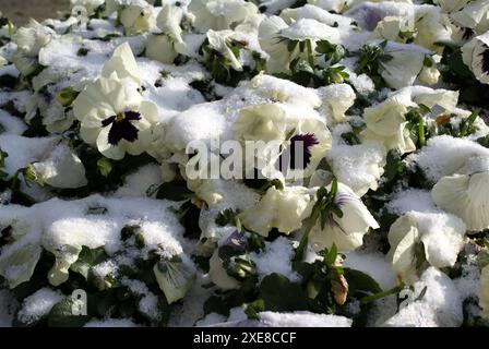 Viola wittrockiana, Pansy Foto Stock