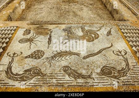 Mosaici della casa Orfeo/bagni di Galiano. Città romana di Volubilis (II d.c.) Foto Stock